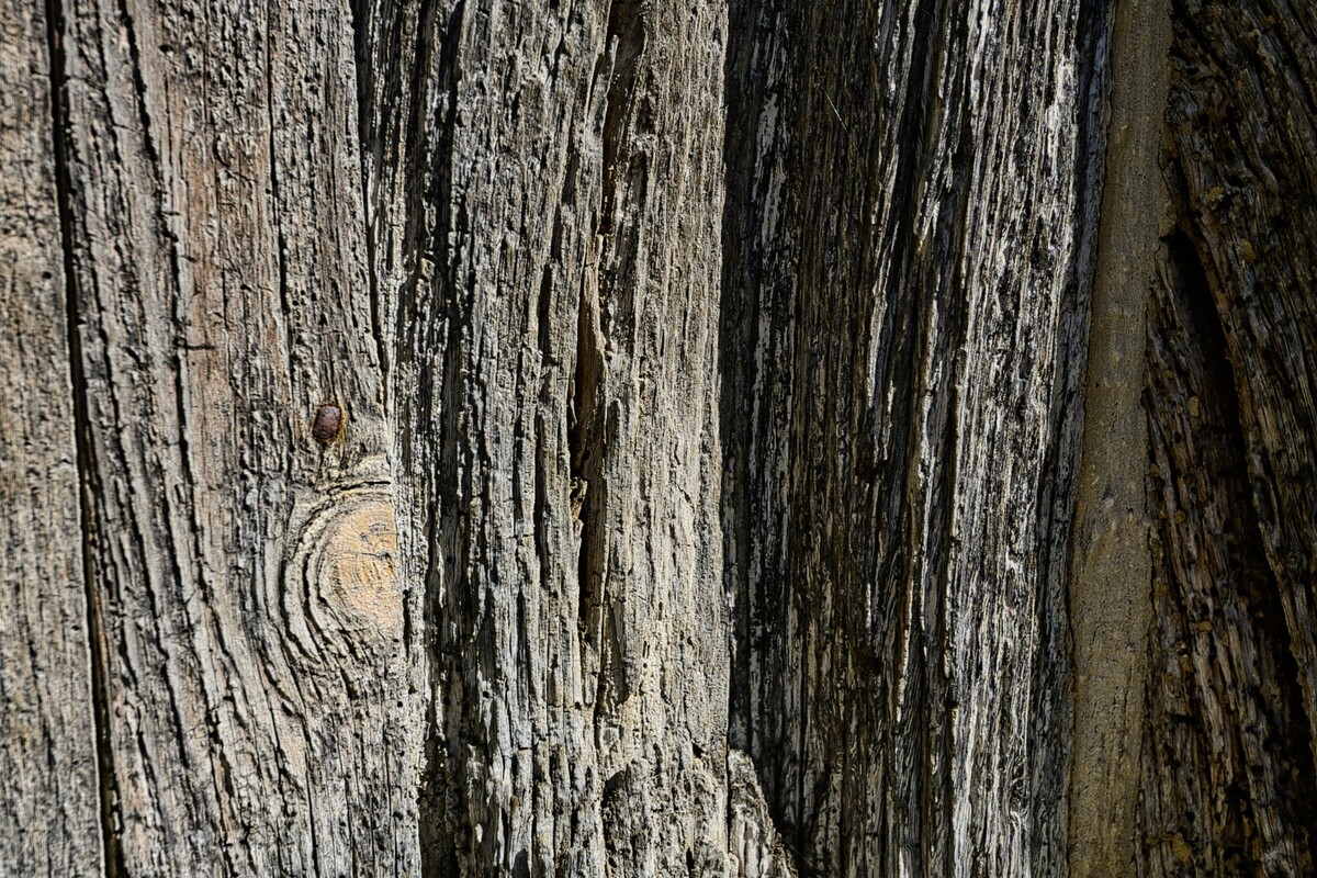 Wood Texture